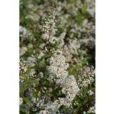 Isonietospensas Dippon, astiakoko 3L