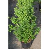 Aitalikusteri Straight Talk™, astiakoko 3L