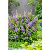 Syyssyrikkä Butterfly Candy® Little Lila, astiakoko 2L