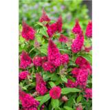 Syyssyrikkä Butterfly Candy® Little Ruby, astiakoko 2L