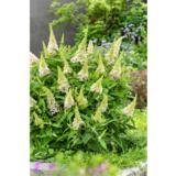 Syyssyrikkä Butterfly Candy® Little White, astiakoko 2L