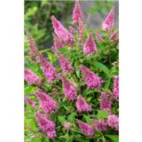 Syyssyrikkä Butterfly Candy Little Pink, astiakoko 2L