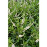 Valkokletra Hummingbird, astiataimi