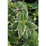 Rusovuohenkuusama Cool Splash™, astiakoko 3L