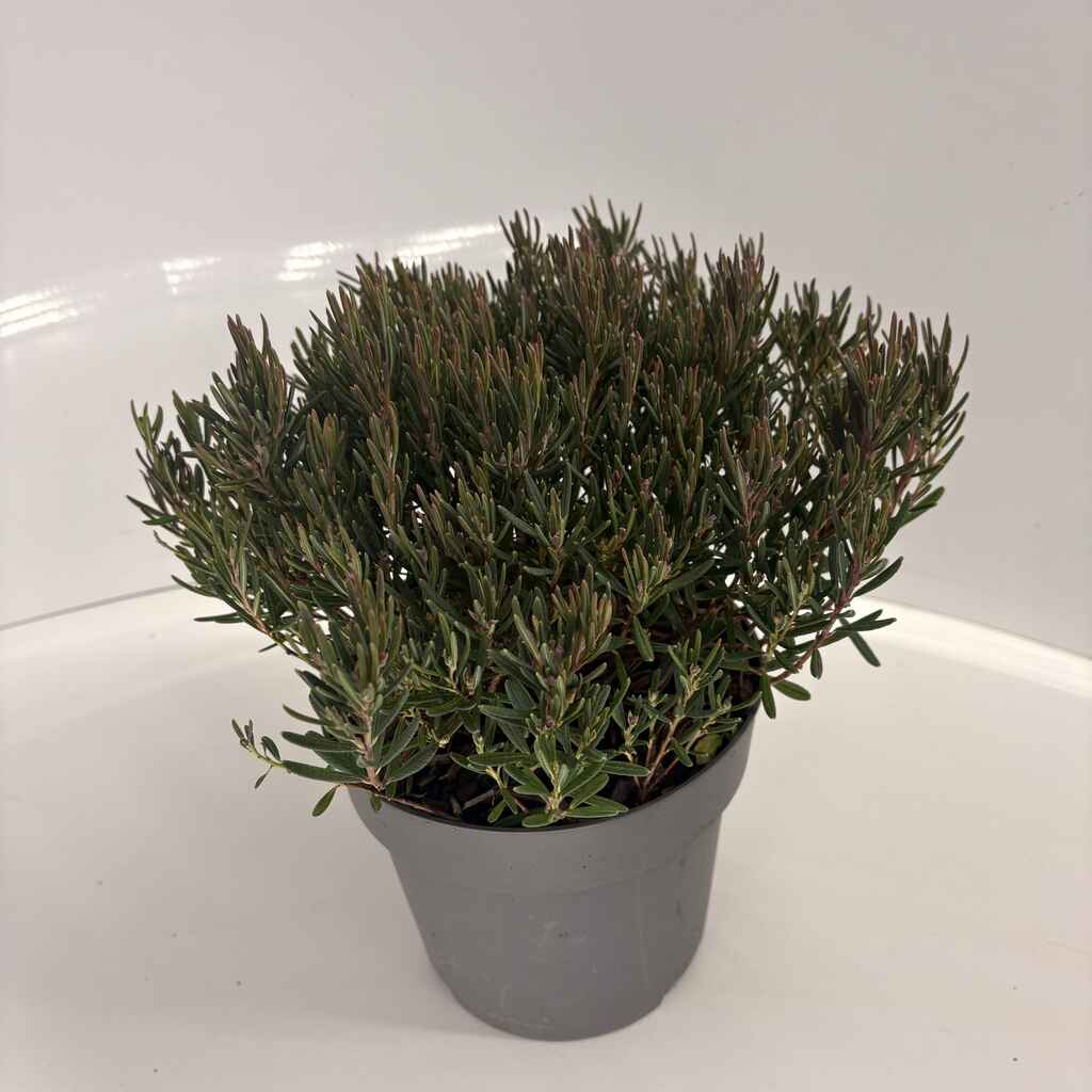 Suokukka 'Compacta' astiataimi