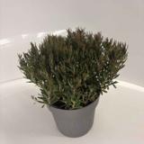 Suokukka Compacta, astiakoko 2L