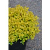 Japaninhappomarja Tiny Gold, astiataimi