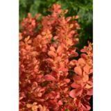 Japaninhappomarja Orange Ice, astiakoko 2L