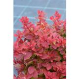 Kääpiöpurppurahappomarja Ruby Star, astiakoko 2L