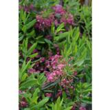 Kapealehtikalmia Rubra, astiakoko 3L