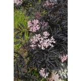 Mustaselja Black Lace, astiataimi