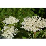 Mustaselja Haschberg, astiataimi