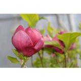 Magnolia Genie, astiataimi