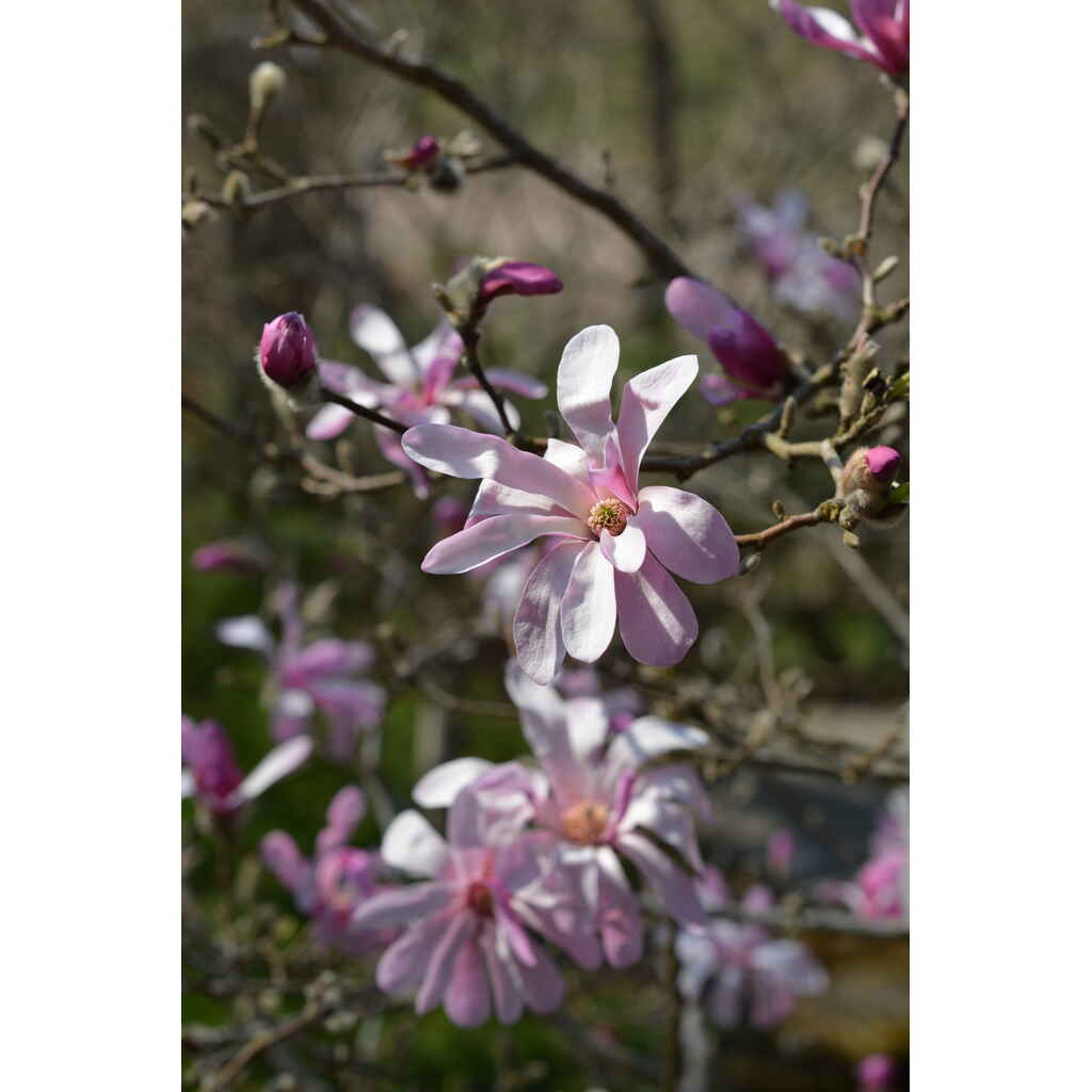 Tarhamagnolia 'Leonard Messel'