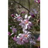 Tarhamagnolia Leonard Messel, myyntikorkeus 50-60 cm