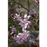 Tarhamagnolia Leonard Messel, astiataimi