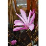 Magnolia Susan, astiataimi