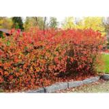 Koristearonian esipakatut aitataimet, nipussa 10 kpl