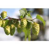 Humala, kotimainen panimolajike lajitelma