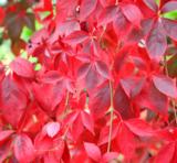 Imukärhivilliviini, astiakoko 2L