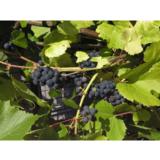 Viiniköynnös Valiant, astiakoko 2L