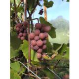 Viiniköynnös Guna, astiakoko 2L