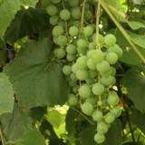 Viiniköynnös Edelweiss, astiakoko 2L