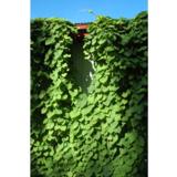 Piippuköynnös, astiakoko 2L