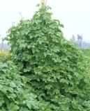 Humala, astiakoko 2L