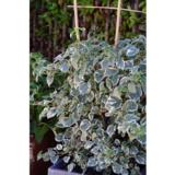 Köynnöshortensia Silver Lining