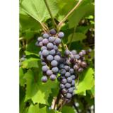 Viiniköynnös Beta, astiakoko 2L