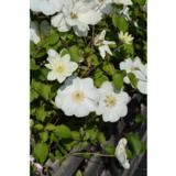 Loistokärhö Guernsey Cream, astiakoko 2L