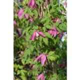 Alppikärhö Ruby, astiakoko 1L