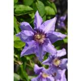 Loistokärhö Königskind®, astiakoko 1L