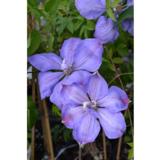 Loistokärhö Mrs Cholmondeley, astiakoko 1L