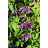 Kruunukärhö Octopus, astiakoko 2L