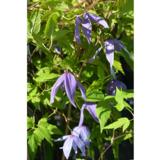 Alppikärhö Helsingborg, astiakoko 2L