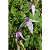 Alppikärhö Willy, astiakoko 2L