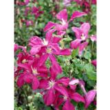 Tarhaviinikärhö Madame Julia Correvon, astiakoko 2 L