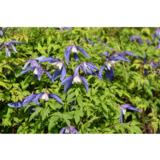 Tarha-alppikärhö Francis Rivis, astiakoko 2L