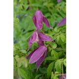 Alppikärhö Ruby, astiakoko 2L