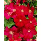 Loistokärhö Rouge Cardinal, astiakoko 1L