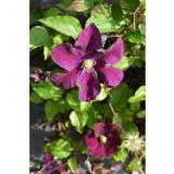 Loistokärhö Warszawska Nike, astiakoko 2L