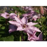 Loistokärhö Hagley Hybrid, astiakoko 2L