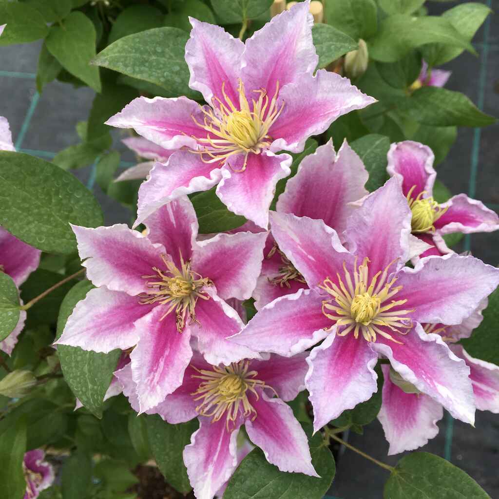 Loistokärhö 'Piilu'