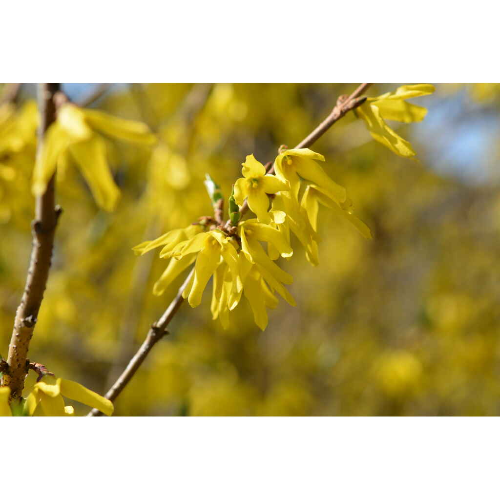 Jalo-onnenpensas Northern Gold