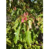 Mongolianvaahtera pensas, astiakoko 3L