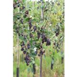 Marjatuomipihlaja rungollinen