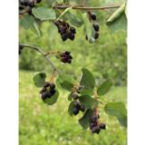 Marjatuomipihlaja Smoky rungollinen