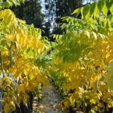 Amerikanjalopähkinä